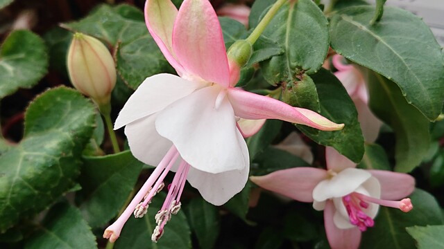 フクシアの育て方 枯らさないで長期に育てる Green Life フクシアの育て方 枯らさないで長期に育てる Green Life