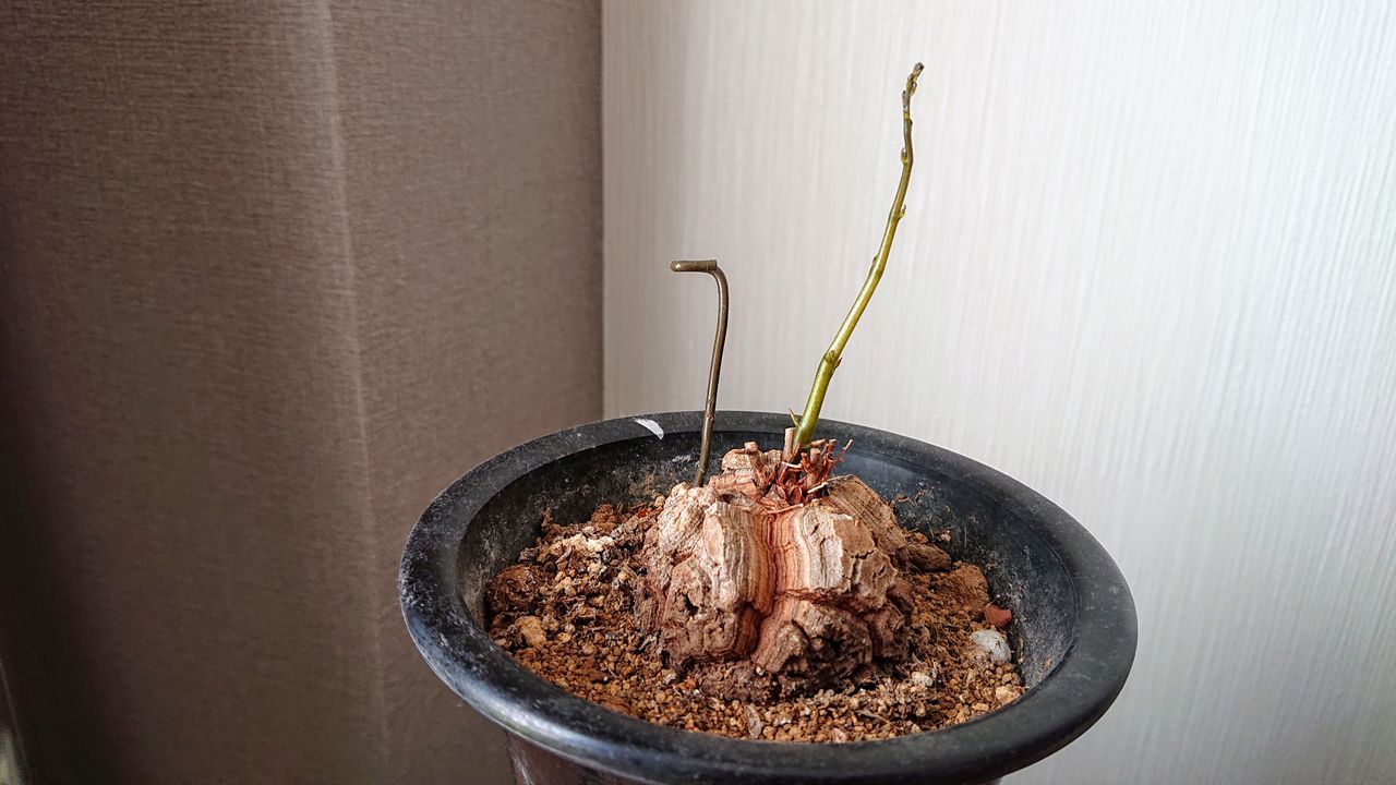 塊根植物 新芽　亀甲龍　バキバキ　a2 塊根植物 新芽 亀甲龍 バキバキ a2