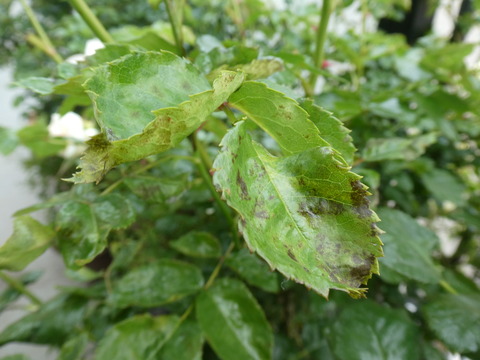 P1040023