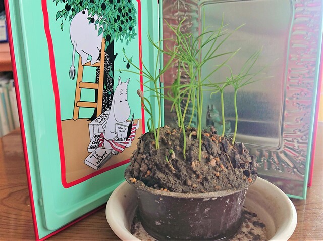 松ぼっくりから松を育てる 19 Green Life