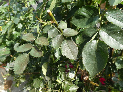 P1040715