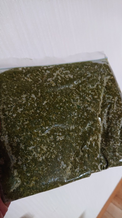 ハーブを育てて楽しむ スイートバジル Green Life ハーブを育てて楽しむ スイートバジル Green Life
