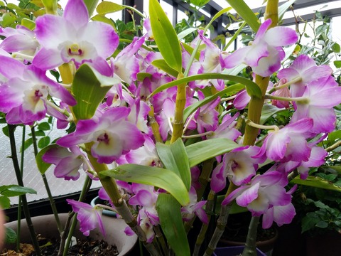 蘭なのに超簡単 デンドロビウム ノビル系の育て方 Green Life