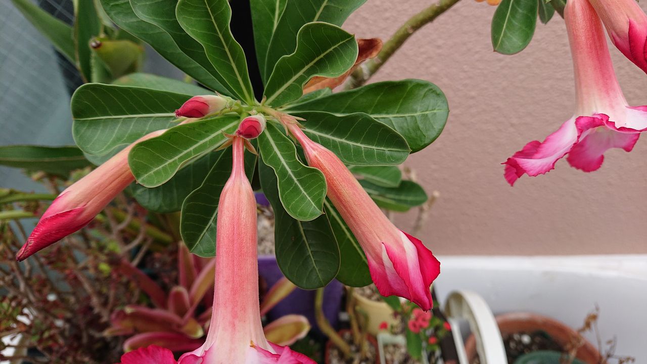 咲き続けるアデニウム オベスムの花 Green Life