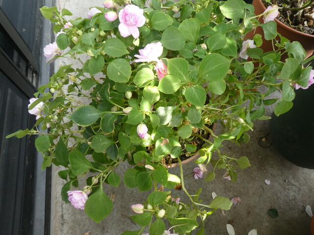 インパチェンスを長年育てる 植え替えたその後のインパチェンス Green Life