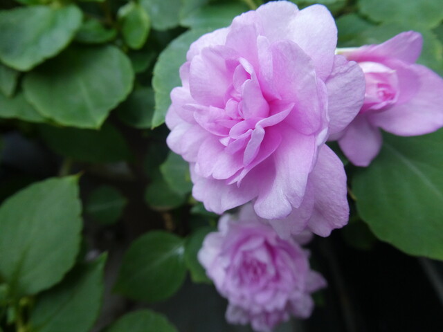 インパチェンスの剪定と植え替え Green Life