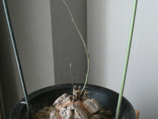 亀甲竜栽培記録【2020】亀甲竜の新芽が2本！ : *green life*