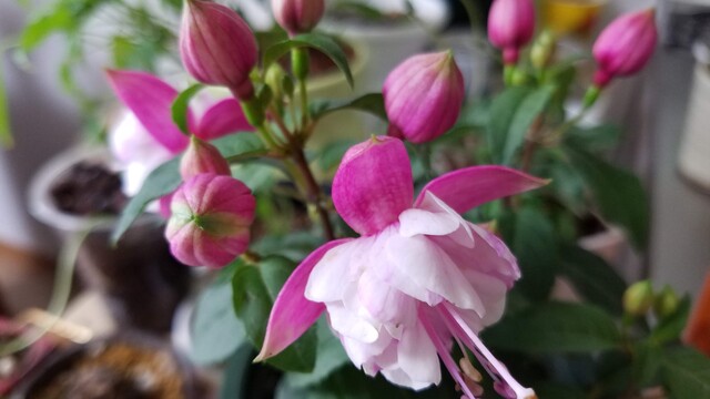 フクシアの育て方 枯らさないで長期に育てる Green Life フクシアの育て方 枯らさないで長期に育てる Green Life