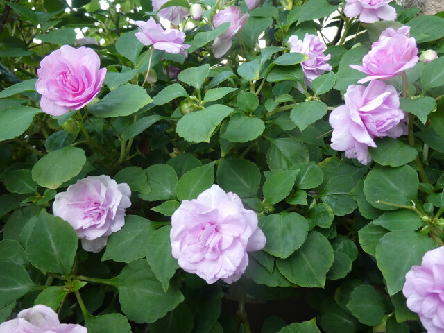 インパチェンスの剪定と植え替え Green Life