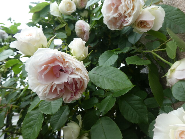 バラ アミロマンティカ キュートでころころ花が咲く Green Life