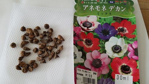 ラナンキュラスとアネモネの見分け方 Green Life ラナンキュラスとアネモネの見分け方 Green Life
