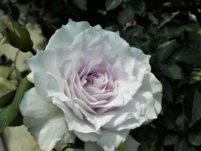 気難しいバラ【ガブリエル】育てがいのあるバラ : *green life*