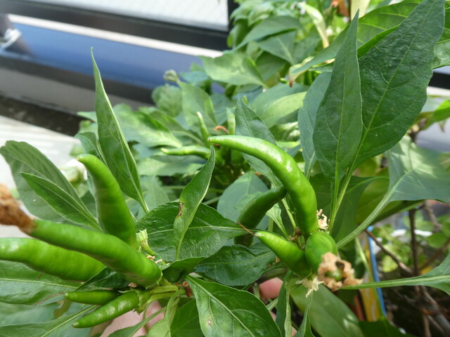 内藤とうがらしがやってきた 内藤とうがらし栽培記録 Green Life