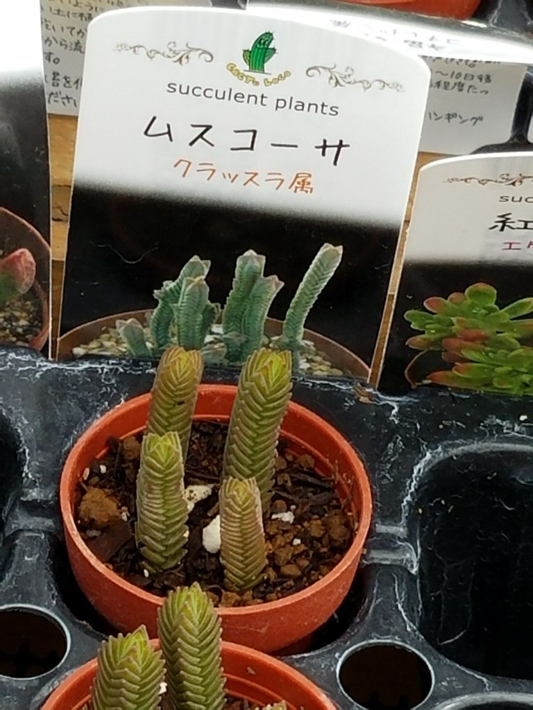 ミニミニ多肉植物が1年半経過したら。 : *green life*