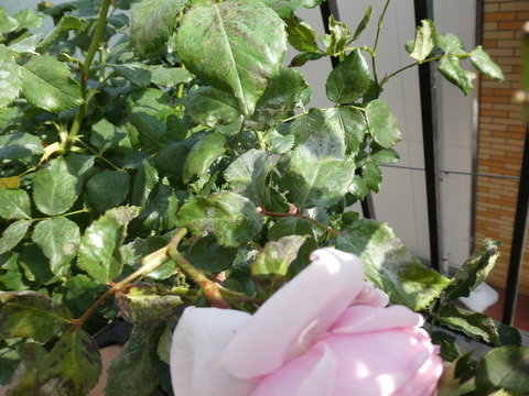 P1040719