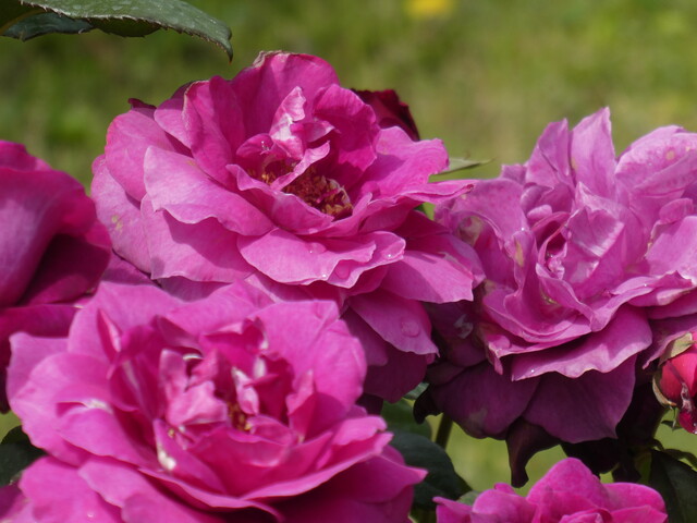 花菜ガーデンを彩るバラたち その2 Green Life 花菜ガーデンを彩るバラたち その2 Green Life