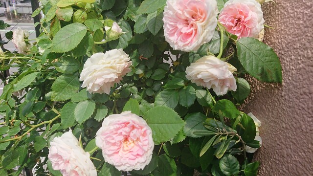 四季咲きのバラの夏剪定 秋バラをより楽しむために Green Life