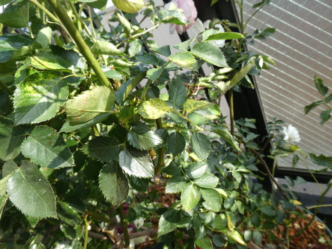 P1040718