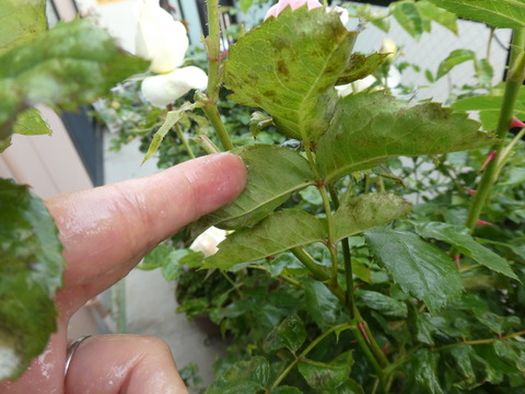 P1040033