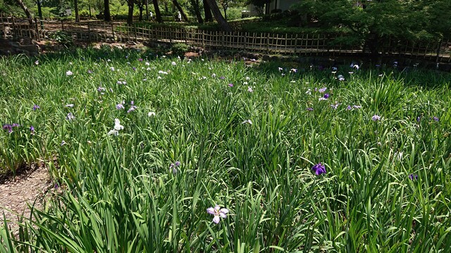 緑と花いっぱい 鶴舞公園 バラ アジサイ 花菖蒲 蓮 Green Life 緑と花いっぱい 鶴舞公園 バラ アジサイ 花菖蒲 蓮 Green Life