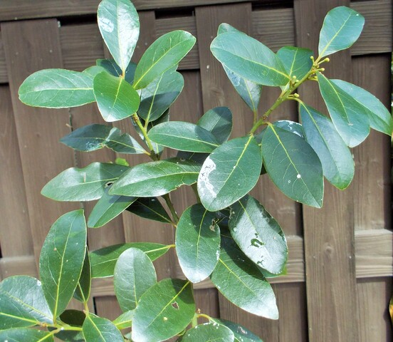 ハーブを育てて楽しむ 月桂樹 Green Life