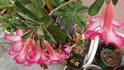 アデニウム オベスムの花持ちは2週間 Green Life