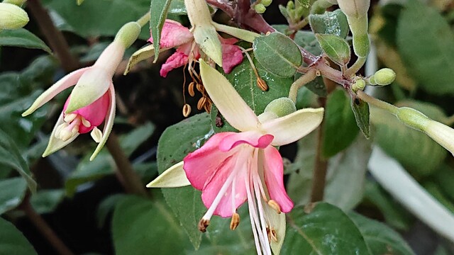 フクシアの育て方 枯らさないで長期に育てる Green Life フクシアの育て方 枯らさないで長期に育てる Green Life