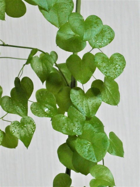 ハート形の葉っぱがかわいい 亀甲竜 Green Life