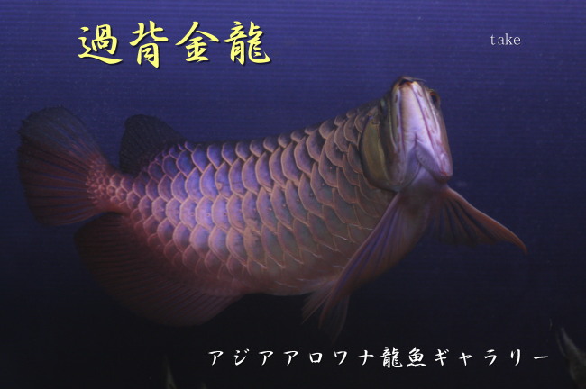 アロワナ画像お気に入りの１枚 アジアアロワナ龍魚ギャラリー ブログ編