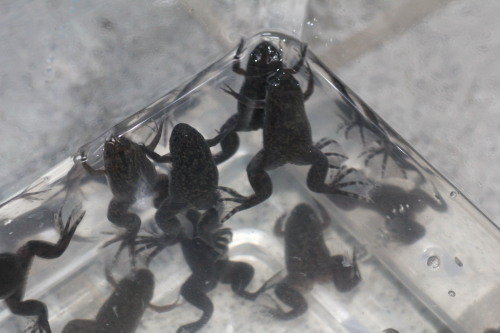 餌の蛙届く カエル アジアアロワナ龍魚ギャラリー ブログ編