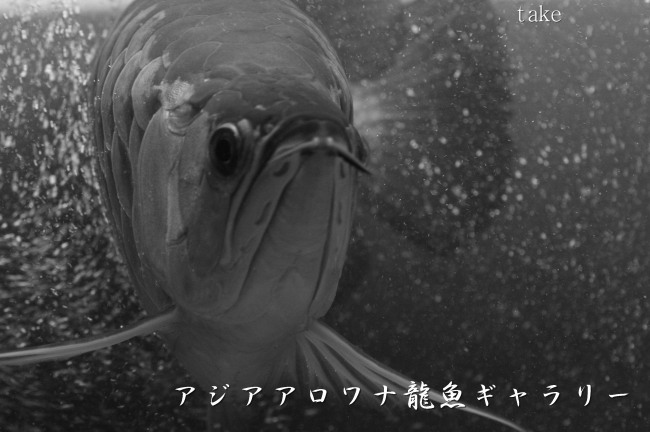 アジアアロワナモノクロ写真 アジアアロワナ龍魚ギャラリー ブログ編 アジアアロワナモノクロ写真 アジアアロワナ龍魚ギャラリー ブログ編