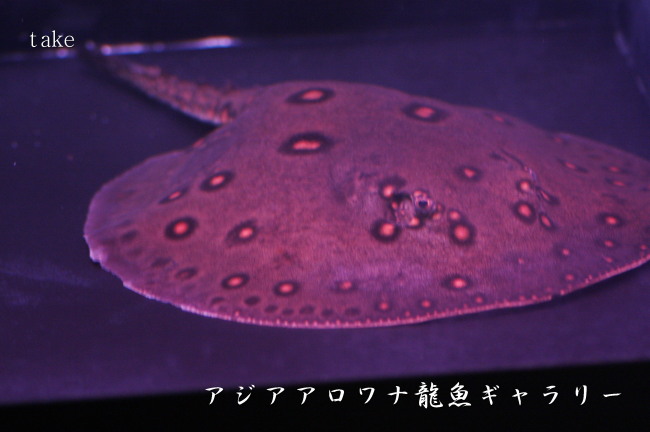 水温 41 5度 アロワナ他 魚は生きられるのか検証 アジアアロワナ龍魚ギャラリー ブログ編 水温 41 5度 アロワナ他 魚は生きられるのか検証 アジアアロワナ龍魚ギャラリー ブログ編
