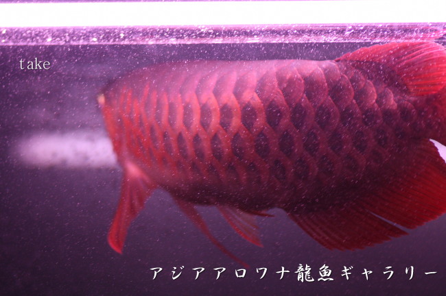 正直に画像出します これがアロワナの尾噛みだ アジアアロワナ龍魚ギャラリー ブログ編 正直に画像出します これがアロワナの尾噛みだ アジアアロワナ龍魚ギャラリー ブログ編
