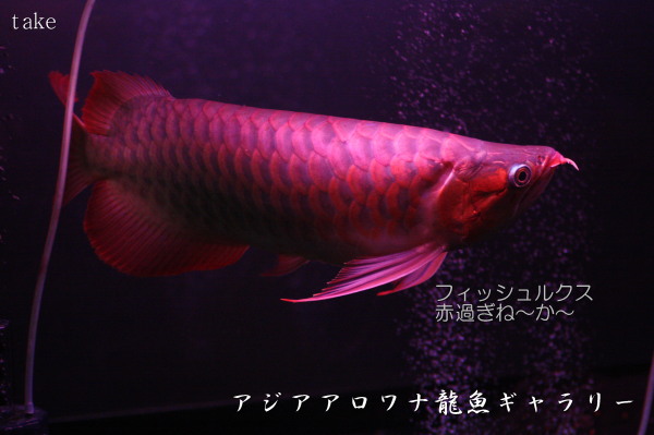 フィッシュルクス ちょっとね アジアアロワナ龍魚ギャラリー ブログ編