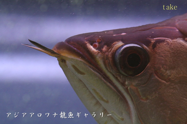 過背金龍水槽フィッシュルクス ビオルクス アジアアロワナ龍魚ギャラリー ブログ編