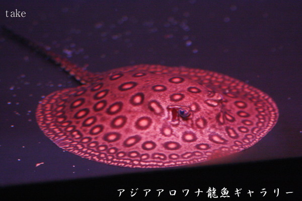 淡水エイの毒針 注意です アジアアロワナ龍魚ギャラリー ブログ編