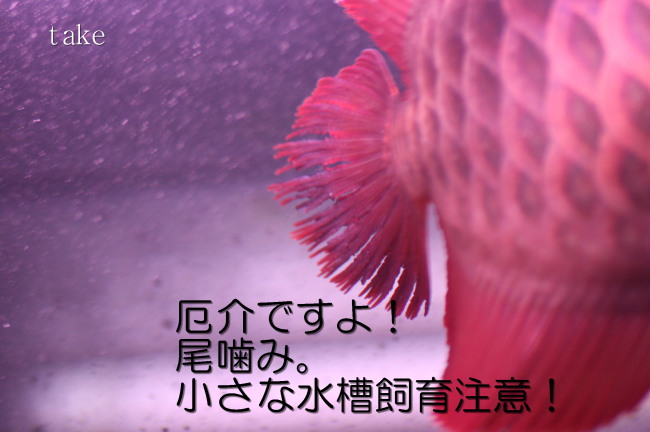 正直に画像出します これがアロワナの尾噛みだ アジアアロワナ龍魚ギャラリー ブログ編 正直に画像出します これがアロワナの尾噛みだ アジアアロワナ龍魚ギャラリー ブログ編