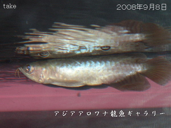 アジアアロワナ紅龍こんなベビーが こんな成魚になります アジアアロワナ龍魚ギャラリー ブログ編