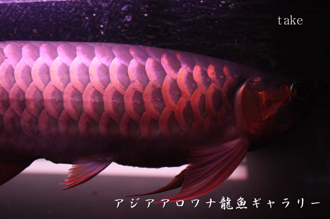 アジアアロワナ斜め泳ぎ アジアアロワナ龍魚ギャラリー ブログ編 アジアアロワナ斜め泳ぎ アジアアロワナ龍魚ギャラリー ブログ編