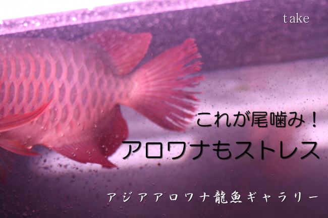 正直に画像出します これがアロワナの尾噛みだ アジアアロワナ龍魚ギャラリー ブログ編 正直に画像出します これがアロワナの尾噛みだ アジアアロワナ龍魚ギャラリー ブログ編
