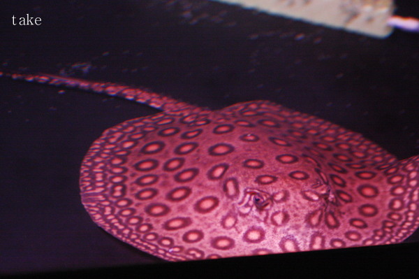 水温 ４１ ５度 アロワナ他 魚は生きられるのか検証 アジアアロワナ龍魚ギャラリー ブログ編