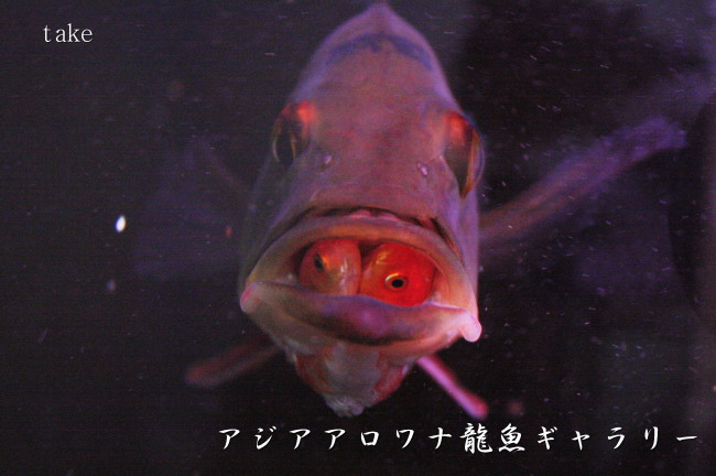 アジアアロワナブログ 口の中から 稚魚が見え隠れ アジアアロワナ龍魚ギャラリー ブログ編
