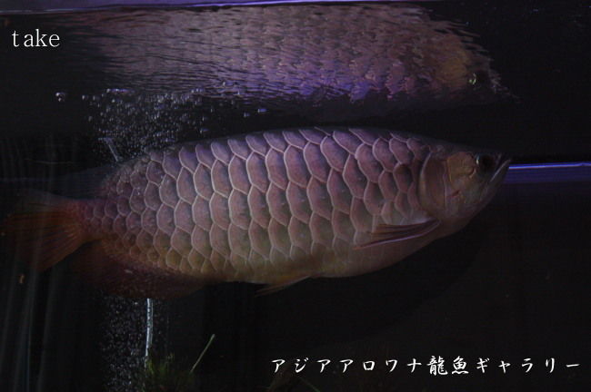 水槽の寿命って何年 アジアアロワナ龍魚ギャラリー ブログ編 水槽の寿命って何年 アジアアロワナ龍魚ギャラリー ブログ編