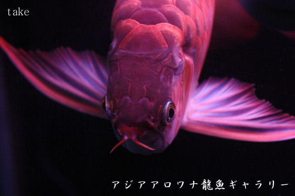 アジアアロワナ龍魚ギャラリー ブログ編 アジアアロワナ
