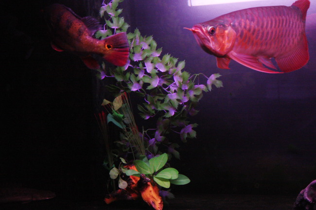 アロワナ水槽 人口水草レイアウト結構綺麗っす アジアアロワナ龍魚ギャラリー ブログ編