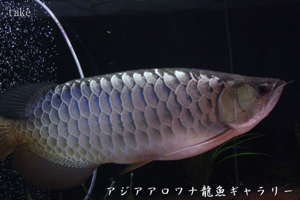 アジアアロワナの目垂れ アジアアロワナ龍魚ギャラリー ブログ編 アジアアロワナの目垂れ アジアアロワナ龍魚ギャラリー ブログ編