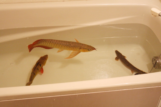 新水槽へのお引越し えっ風呂場に アロワナが アジアアロワナ龍魚ギャラリー ブログ編