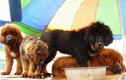 20110525_mastiff1
