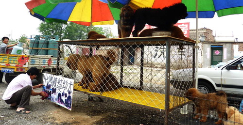 20110525_mastiff10