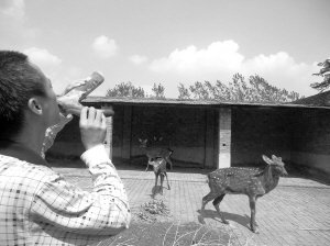 鹿の生き血飲めます シカ養殖場が始めた新健康ビジネスがホラーすぎると話題に 中国 中国 新興国 海外ニュース コラム Kinbricks Now キンブリックス ナウ 鹿の生き血飲めます シカ養殖場が始めた新健康ビジネスがホラーすぎると話題に 中国 中国 新興国 海外ニュース コラム Kinbricks Now キンブリックス ナウ